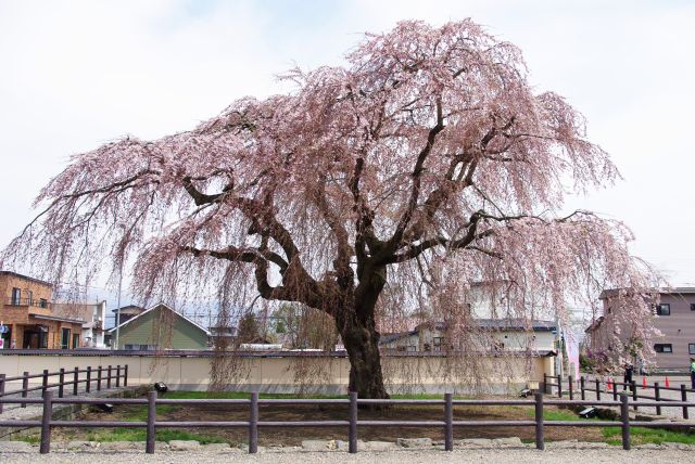 法亀寺の桜の写真ページ