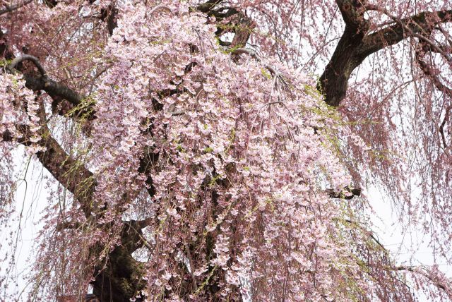 密度の濃い桜の花びら。