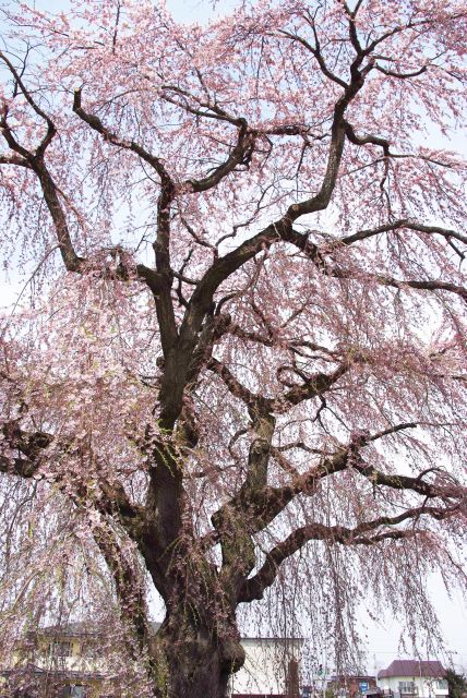 見上げる巨大な桜の木。