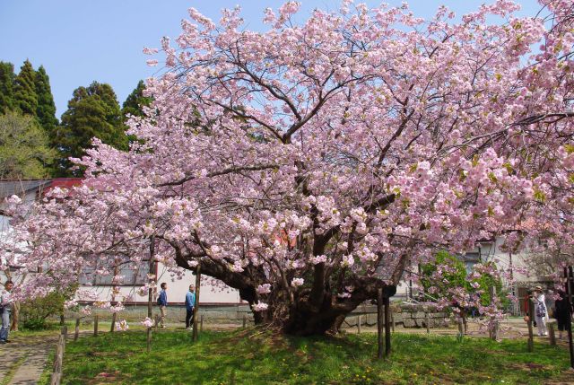光善寺の桜の写真ページへ