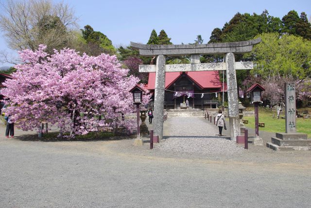 松前神社の桜の写真ページ