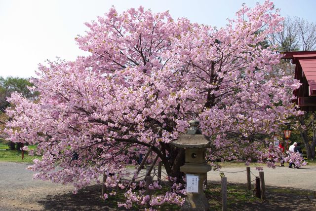 鳥居横にはきれいな桜の木。