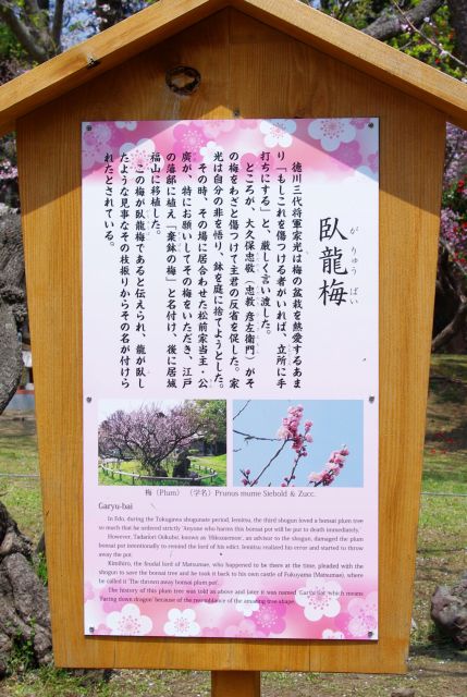 臥龍梅の解説。徳川家光が捨てようとした梅の盆栽を頂き移植したもの。