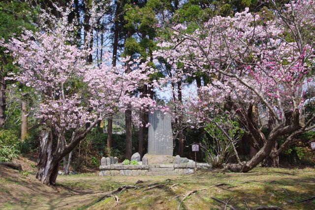 境内の桜と石碑。