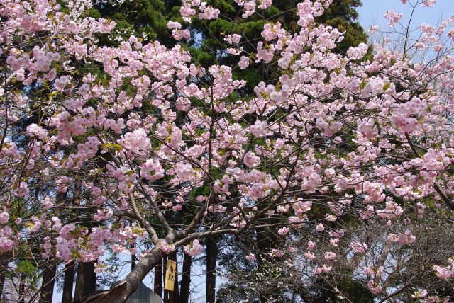 松前城同様に桜がきれい。