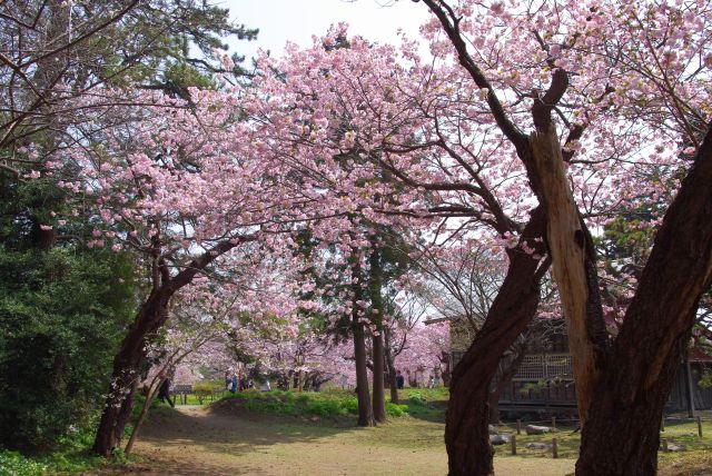 桜であふれる境内。