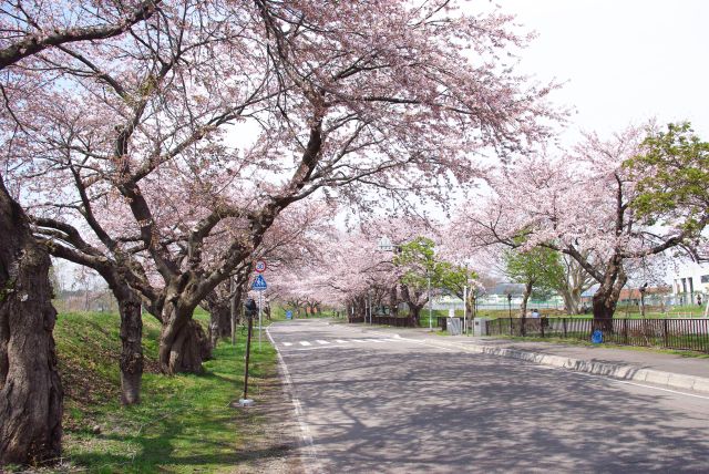 桜並木の歩道へ。桜のアーチが続きます。