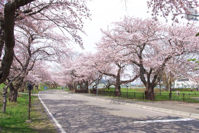 大野川沿いの桜並木の写真ページ