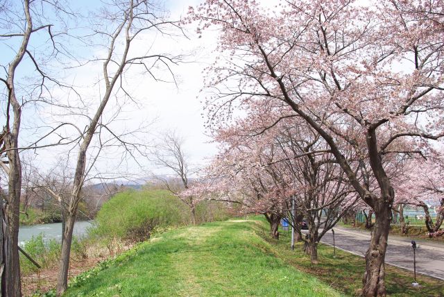 土手からも間近に桜を楽しめます。