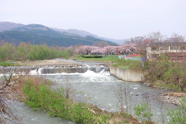 シダレザクラの法亀寺の近くの橋より、大野川沿いに桜並木があります。