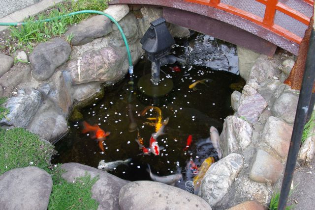 ミニ太鼓橋の下の池には鯉が泳ぐ。