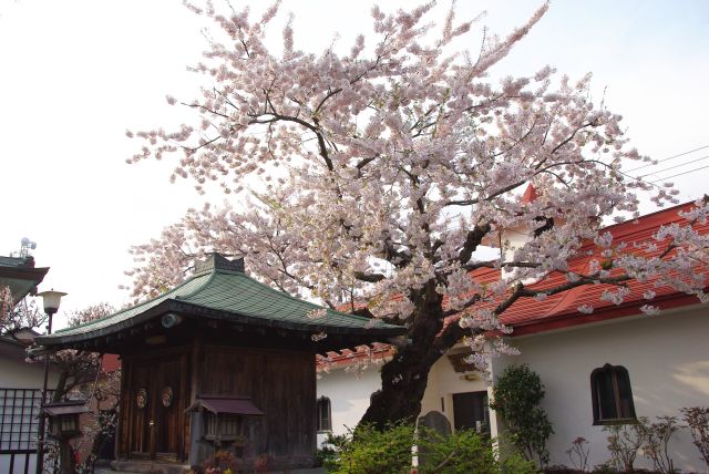 最上寺の桜の写真ページ