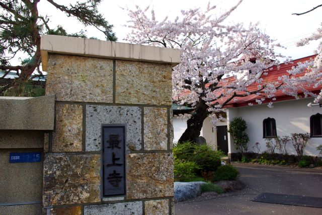 最上寺へ。境内には桜の木。