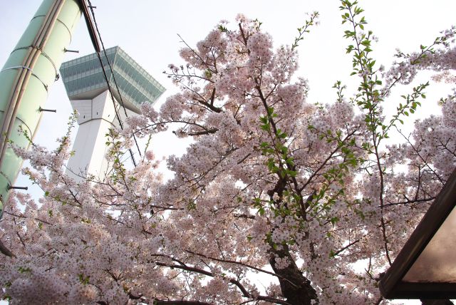 五稜郭と一体に桜がきれいなお寺です。