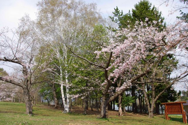 白樺と桜の組み合わせは北海道ならでは。