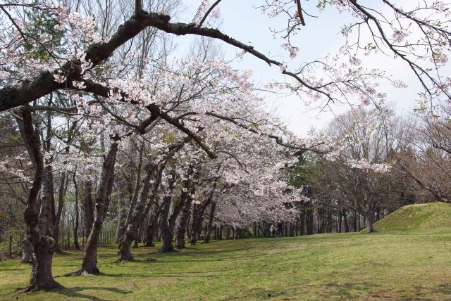 入口前にきれいな桜の木々が並ぶ。