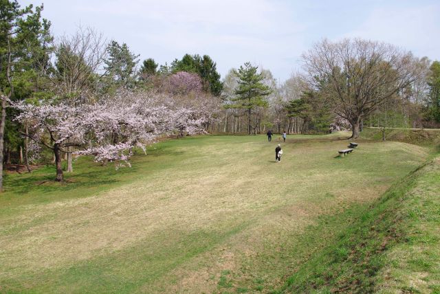 四稜郭の外の北側の広場には桜の木々。