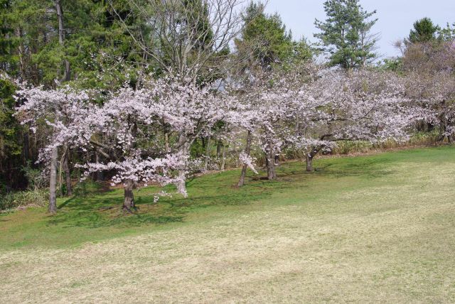 北側の桜の木々。