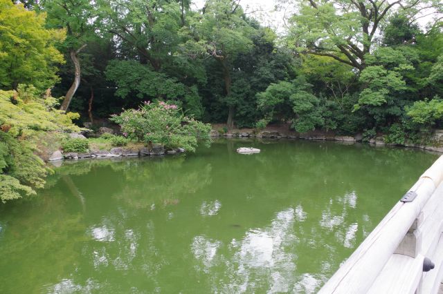 日本庭園の池。