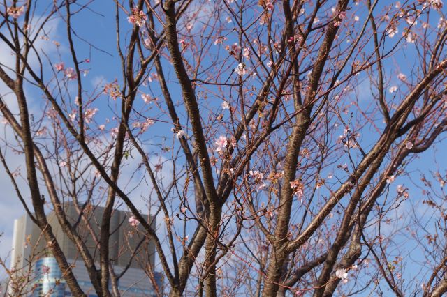注目を集めていた桜。