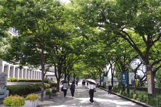 市役所横は緑が心地よい歩道。