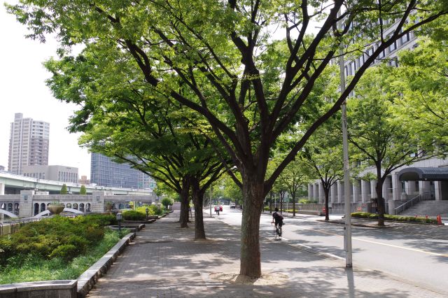 市役所横の並木、木陰は涼しい。