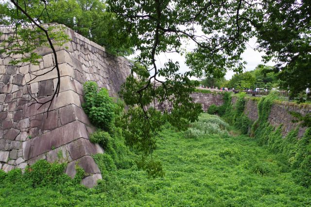 内堀の桜門周辺は空堀で緑一色。