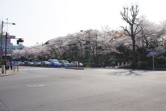 千鳥ヶ淵交差点、英国大使館前に桜並木。北側は有名な千鳥ヶ淵緑道。