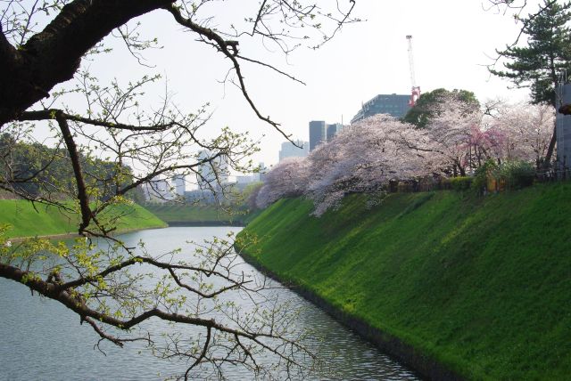 濠沿いは千鳥ヶ淵公園で桜並木が続きます。