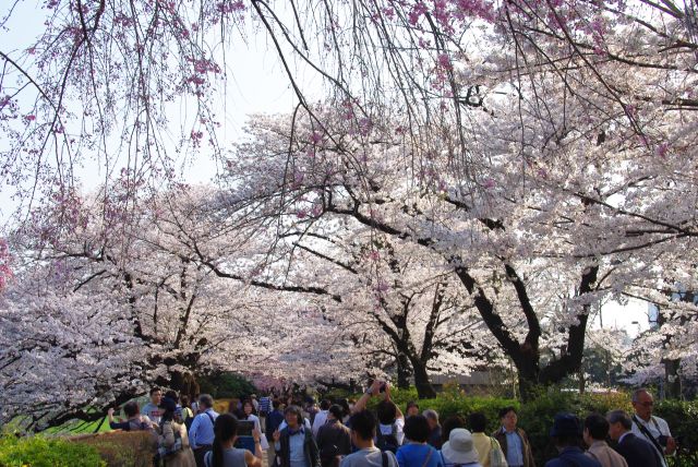 千鳥ヶ淵公園内は桜のアーチ。沢山の人が行き交う。