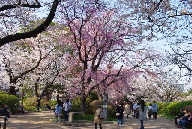 千鳥ヶ淵公園（半蔵濠）の桜の写真ページ