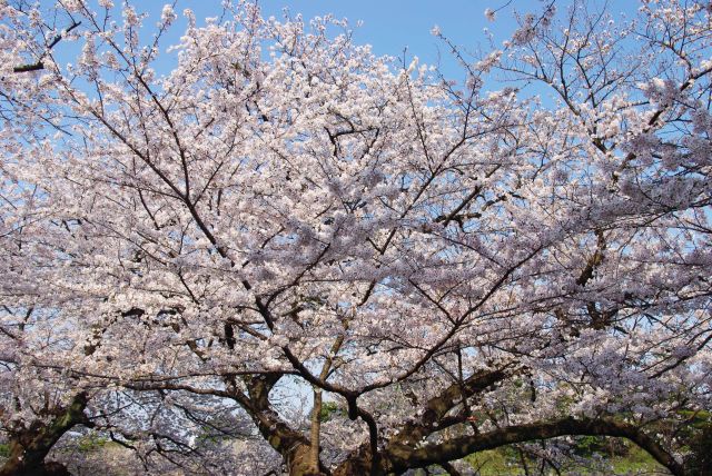 頭上の美しい桜をの楽しみます。次は千鳥ヶ淵緑道へ進みます。