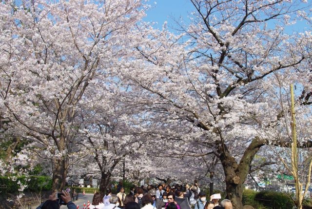 歩道を埋め尽くす人波、桜のアーチを進みます。