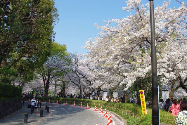 濠側の歩道に途切れない桜のアーチが続きます。