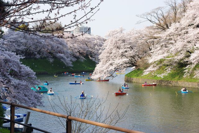 濠の両岸に見事に咲き乱れる桜と沢山のボート。