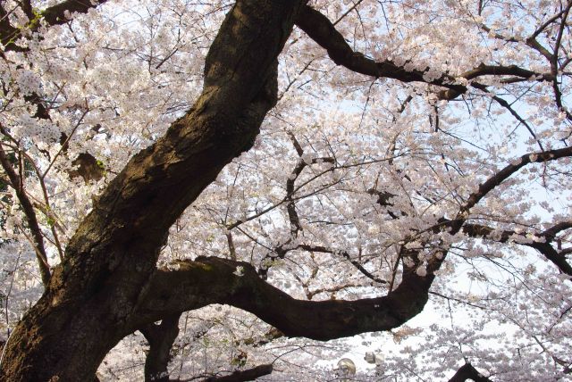 頭上は常に美しい桜で覆われる。