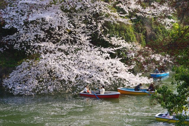 ボートからも桜が近い。水面に散った花びらも趣がある。