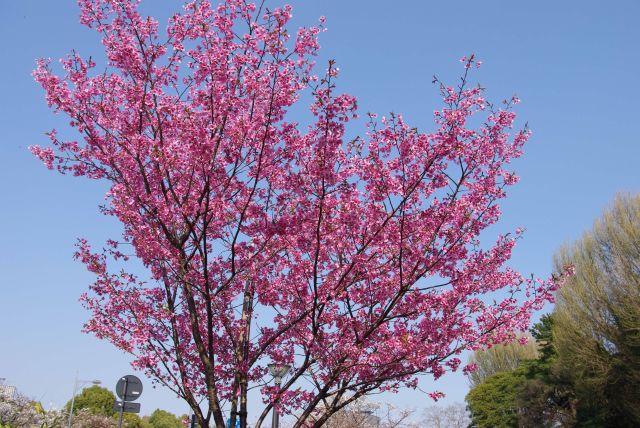 色の濃い品種の桜。
