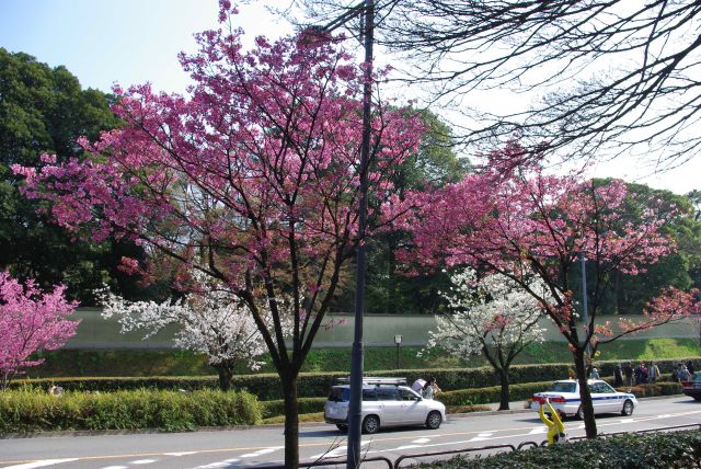 色の濃い桜。ソメイヨシノ一色でないのも良い。