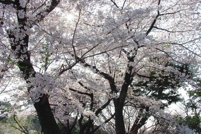歩道を覆う桜のアーチ。