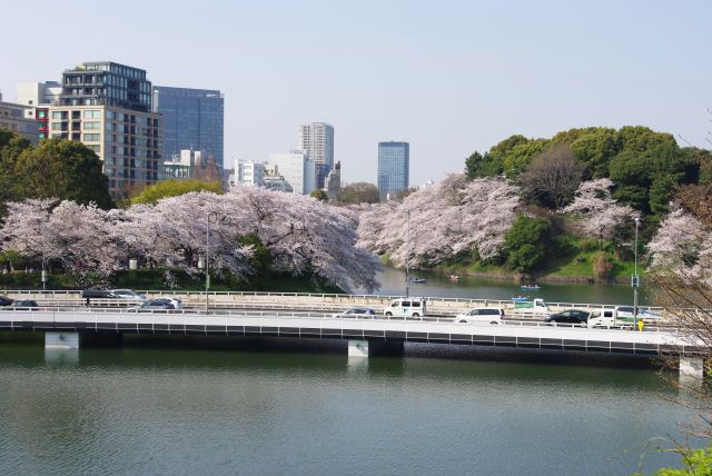大官町通りの桜の写真ページ