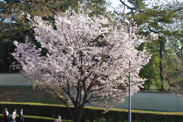 南側、皇居側の桜の木。