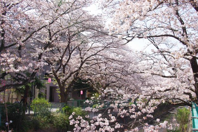 桜であふれる橋。