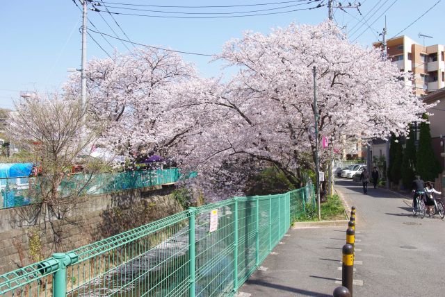 道路をくぐると再び桜並木が続きます。