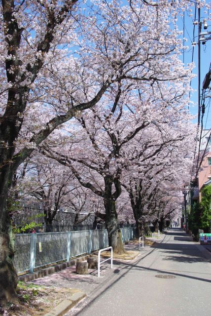 心地よい桜並木が延々と続きます。