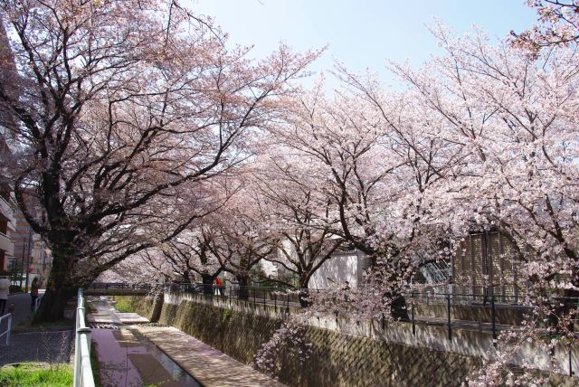 川沿いの桜の木々