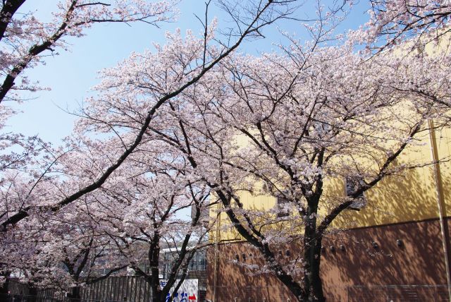 川沿いの桜の木。
