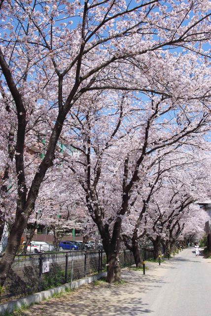 美しい桜並木。