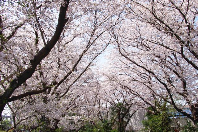 終端部の桜のアーチ。