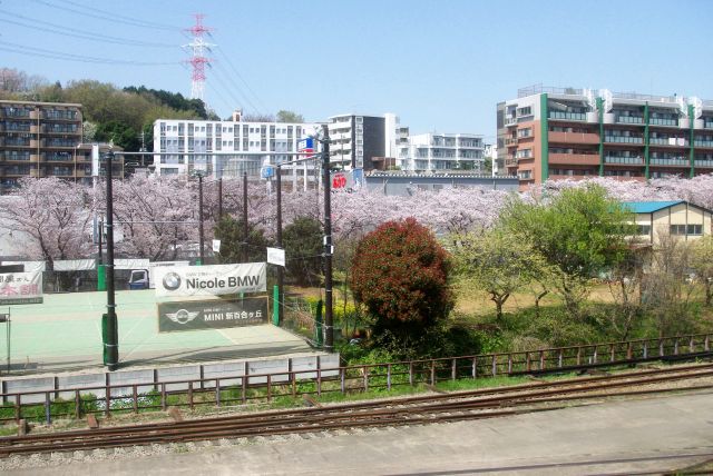 小田急線の車窓からも桜並木が見られます。